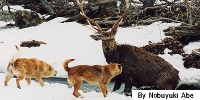 北海道犬　シカ狩り