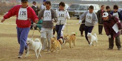 北海道犬　比較審査