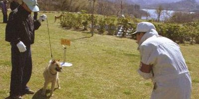 北海道犬　個体審査