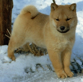 展覧会 獣猟競技会 北海道犬博物館