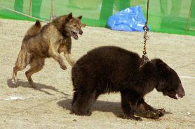北海道犬　獣猟競技会