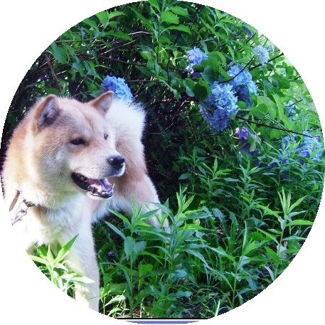 北海道犬　セタ