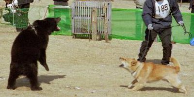 北海道犬　獣猟競技