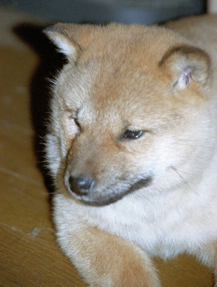 北海道犬　ラム