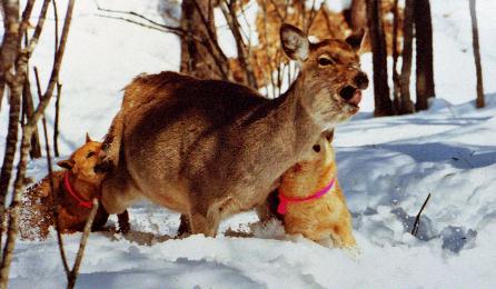 Hokkaido-Inu deer hunting