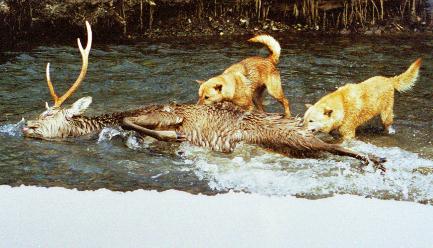 Hokkaido-Inu deer hunting