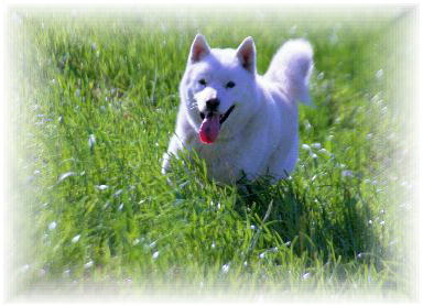 北海道犬　鼻黒の白色犬