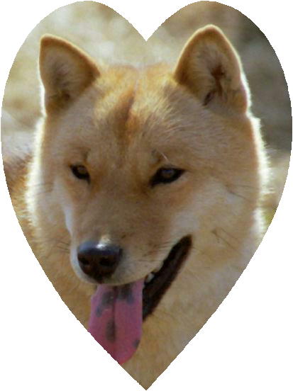 北海道犬　舌班