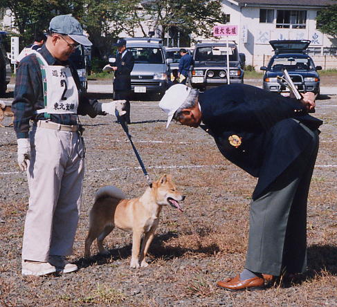 北海道犬　SETA