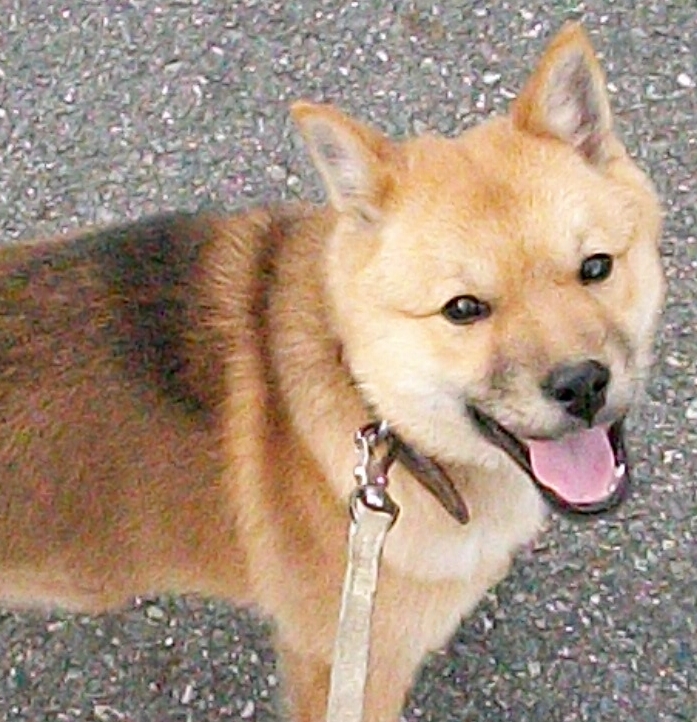北海道犬　エク