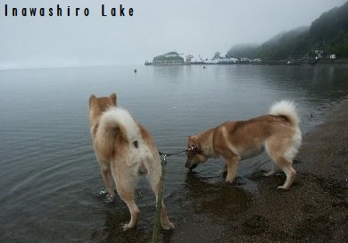 北海道犬　猪苗代湖　ラム　セタ