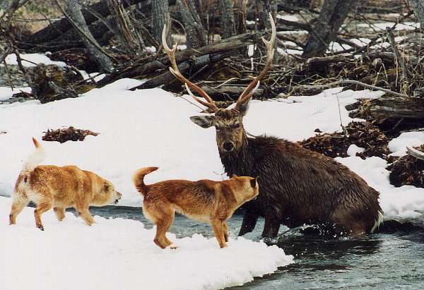 Hkkaido-Inu deer hunting