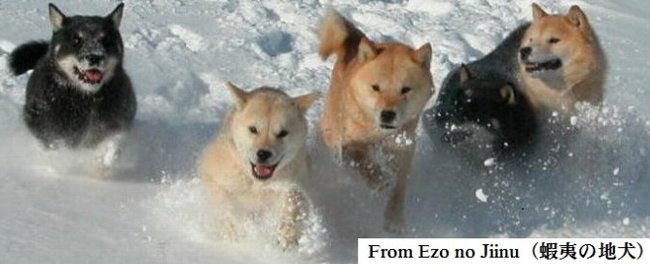 Ainu dogs run in snow