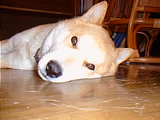 北海道犬　ユポ